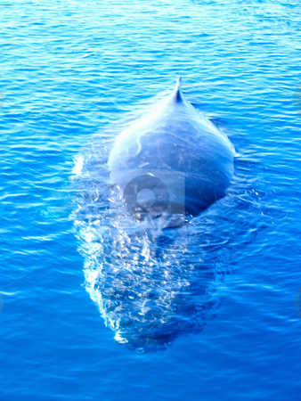To use this stock image in your creative project, please select the size you need over to the right and click the "Add to Cart" button.
Your downloaded image will come with the Cutcaster watermark removed so don’t worry about the watermark you see on this page. Majestic Humpback Whale coming towards you stock photo, Majestic Humpback Whale up close and personal in australia by Phillip Dyhr Hobbs