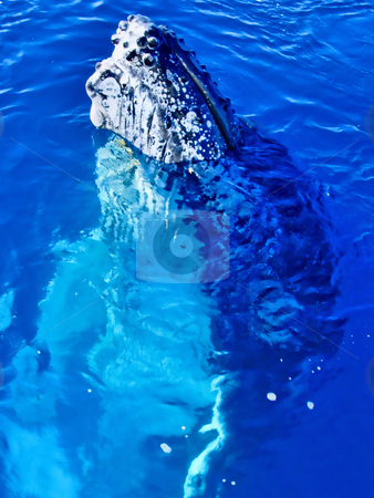 To use this stock image in your creative project, please select the size you need over to the right and click the "Add to Cart" button.
Your downloaded image will come with the Cutcaster watermark removed so don’t worry about the watermark you see on this page. Majestic Humpback Whale up close stock photo, Majestic Humpback Whale up close and personal in australia by Phillip Dyhr Hobbs