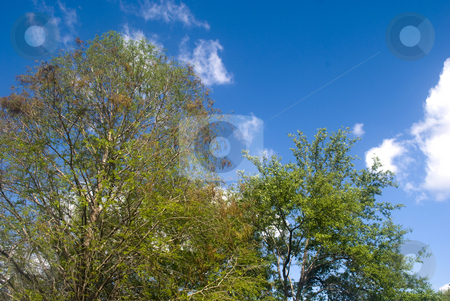 To use this stock image in your creative project, please select the size you need over to the right and click the "Add to Cart" button.
Your downloaded image will come with the Cutcaster watermark removed so don’t worry about the watermark you see on this page. Trees against a blue sky stock photo, Trees against a rich blue sky by Robert Cabrera