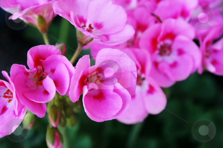 To use this stock image in your creative project, please select the size you need over to the right and click the "Add to Cart" button.
Your downloaded image will come with the Cutcaster watermark removed so don’t worry about the watermark you see on this page. Geranium stock photo, Close up abstract shot of pink geranium flowers by iodrakon