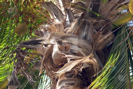 To use this stock image in your creative project, please select the size you need over to the right and click the "Add to Cart" button.
Your downloaded image will come with the Cutcaster watermark removed so don’t worry about the watermark you see on this page. Ragged Texture stock photo, Closeup on a coconut palm. by Charles Jetzer
