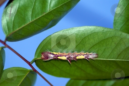 To use this stock image in your creative project, please select the size you need over to the right and click the "Add to Cart" button.
Your downloaded image will come with the Cutcaster watermark removed so don’t worry about the watermark you see on this page. Caterpillar Hiding in Plain Sight stock photo, High contrast caterpillar hiding under a leaf by Charles Jetzer