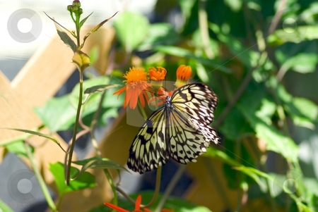 To use this stock image in your creative project, please select the size you need over to the right and click the "Add to Cart" button.
Your downloaded image will come with the Cutcaster watermark removed so don’t worry about the watermark you see on this page. Butterfly on an Orange Bloom stock photo, Butterfly on an Orange Bloom by Charles Jetzer