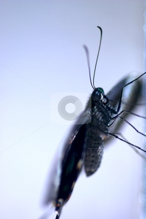 To use this stock image in your creative project, please select the size you need over to the right and click the "Add to Cart" button.
Your downloaded image will come with the Cutcaster watermark removed so don’t worry about the watermark you see on this page. Butterfly Profile stock photo, Closeup on the profile of a buttefly by Charles Jetzer