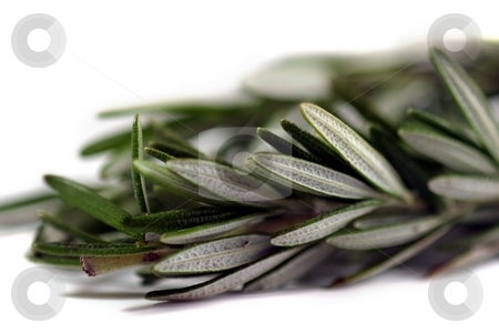 To use this stock image in your creative project, please select the size you need over to the right and click the "Add to Cart" button.
Your downloaded image will come with the Cutcaster watermark removed so don’t worry about the watermark you see on this page. Rosemary stock photo, Fresh green herb rosemary on white background. by Henrik Lehnerer