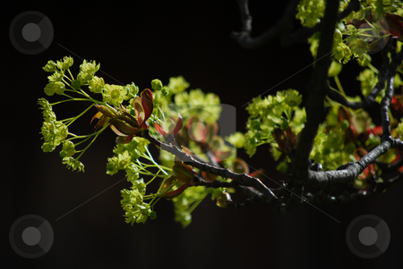 To use this stock image in your creative project, please select the size you need over to the right and click the "Add to Cart" button.
Your downloaded image will come with the Cutcaster watermark removed so don’t worry about the watermark you see on this page. Tree stock photo, Detail of a branch in spring by Sarka