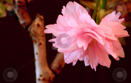 To use this stock image in your creative project, please select the size you need over to the right and click the "Add to Cart" button.
Your downloaded image will come with the Cutcaster watermark removed so don’t worry about the watermark you see on this page. Japanese Cherry (Prunus serrulata 'Kanzan') stock photo, Japanese Cherry in April;
photographed near Frankfurt Main, Germany by Manuela Schueler