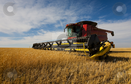 To use this stock image in your creative project, please select the size you need over to the right and click the "Add to Cart" button.
Your downloaded image will come with the Cutcaster watermark removed so don’t worry about the watermark you see on this page. Combine harvesting stock photo, A modern combine harvester working on a wheat crop by Steve Mcsweeny