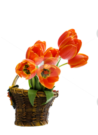 To use this stock image in your creative project, please select the size you need over to the right and click the "Add to Cart" button.
Your downloaded image will come with the Cutcaster watermark removed so don’t worry about the watermark you see on this page. Flower basket stock photo, Bouquet of tulips in a ceramic flower basket by Steve Mcsweeny