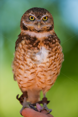 To use this stock image in your creative project, please select the size you need over to the right and click the "Add to Cart" button.
Your downloaded image will come with the Cutcaster watermark removed so don’t worry about the watermark you see on this page. Burrowing owl stock photo, A burrowing owl portrait with focus on the face(shallow depth of field) by Steve Mcsweeny