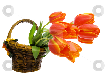 To use this stock image in your creative project, please select the size you need over to the right and click the "Add to Cart" button.
Your downloaded image will come with the Cutcaster watermark removed so don’t worry about the watermark you see on this page. Tulips stock photo, A bunch tulips in a ceramic flower basket by Steve Mcsweeny
