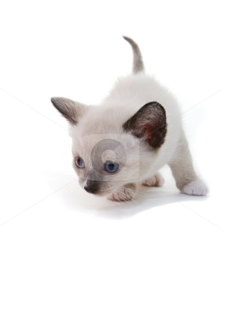 To use this stock image in your creative project, please select the size you need over to the right and click the "Add to Cart" button.
Your downloaded image will come with the Cutcaster watermark removed so don’t worry about the watermark you see on this page. Lilac point Siamese kitten stock photo, A lilac point Siamese kitten on white background by Steve Mcsweeny