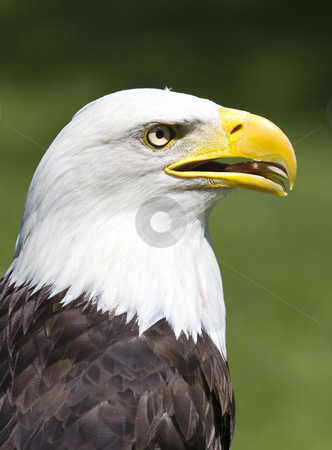 To use this stock image in your creative project, please select the size you need over to the right and click the "Add to Cart" button.
Your downloaded image will come with the Cutcaster watermark removed so don’t worry about the watermark you see on this page. American eagle stock photo, Profile of a proud American bald eagle by Steve Mcsweeny