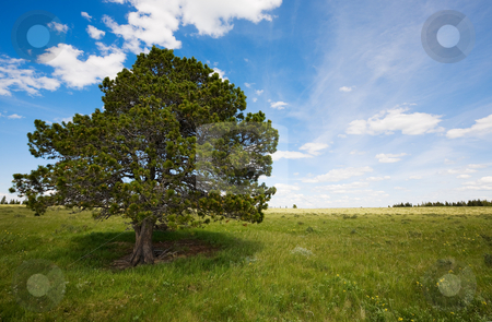 To use this stock image in your creative project, please select the size you need over to the right and click the "Add to Cart" button.
Your downloaded image will come with the Cutcaster watermark removed so don’t worry about the watermark you see on this page. Spring landscape stock photo, Field landscape with trees and blue sky by Steve Mcsweeny