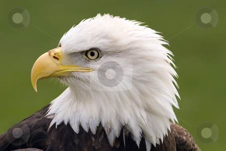 To use this stock image in your creative project, please select the size you need over to the right and click the "Add to Cart" button.
Your downloaded image will come with the Cutcaster watermark removed so don’t worry about the watermark you see on this page. Bald eagle portrait stock photo, A confident looking bald eagle by Steve Mcsweeny