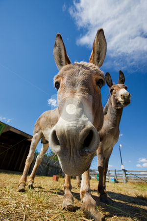 To use this stock image in your creative project, please select the size you need over to the right and click the "Add to Cart" button.
Your downloaded image will come with the Cutcaster watermark removed so don’t worry about the watermark you see on this page. Donkey face stock photo, A close-up shot of a donkeys face by Steve Mcsweeny
