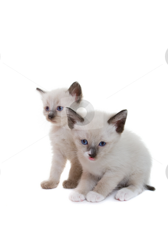 To use this stock image in your creative project, please select the size you need over to the right and click the "Add to Cart" button.
Your downloaded image will come with the Cutcaster watermark removed so don’t worry about the watermark you see on this page. Siamese kittens stock photo, Two lilac point Siamese kitten on white background by Steve Mcsweeny