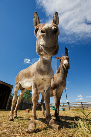 To use this stock image in your creative project, please select the size you need over to the right and click the "Add to Cart" button.
Your downloaded image will come with the Cutcaster watermark removed so don’t worry about the watermark you see on this page. Donkeys stock photo, Two farm donkeys in a coral one with neglected hooves by Steve Mcsweeny
