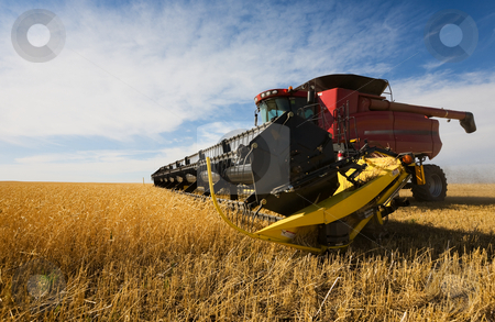 To use this stock image in your creative project, please select the size you need over to the right and click the "Add to Cart" button.
Your downloaded image will come with the Cutcaster watermark removed so don’t worry about the watermark you see on this page. Harvesting stock photo, A combine harvester working a wheat field by Steve Mcsweeny