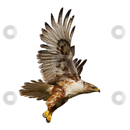 To use this stock image in your creative project, please select the size you need over to the right and click the "Add to Cart" button.
Your downloaded image will come with the Cutcaster watermark removed so don’t worry about the watermark you see on this page. Isolated hawk in flight stock photo, Large Hawk in flight isolated on a white background by Steve Mcsweeny