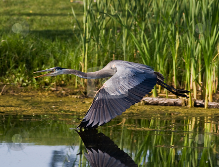 To use this stock image in your creative project, please select the size you need over to the right and click the "Add to Cart" button.
Your downloaded image will come with the Cutcaster watermark removed so don’t worry about the watermark you see on this page. Blue heron in flight stock photo, A great blue heron in flight with wing tips hitting the water by Steve Mcsweeny