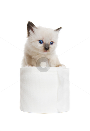 To use this stock image in your creative project, please select the size you need over to the right and click the "Add to Cart" button.
Your downloaded image will come with the Cutcaster watermark removed so don’t worry about the watermark you see on this page. Kitten play stock photo, A purebred Siamese kitten playing with a roll of toilet paper by Steve Mcsweeny