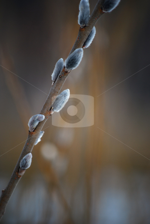 To use this stock image in your creative project, please select the size you need over to the right and click the "Add to Cart" button.
Your downloaded image will come with the Cutcaster watermark removed so don’t worry about the watermark you see on this page. Sallow branch stock photo, Detail of sallow branch in the spring by Sarka
