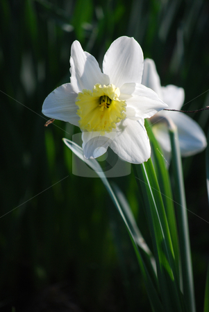 To use this stock image in your creative project, please select the size you need over to the right and click the "Add to Cart" button.
Your downloaded image will come with the Cutcaster watermark removed so don’t worry about the watermark you see on this page. Narcissuses stock photo, Picture of white narcissuses by Sarka