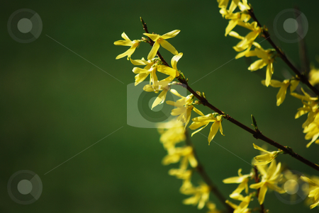 To use this stock image in your creative project, please select the size you need over to the right and click the "Add to Cart" button.
Your downloaded image will come with the Cutcaster watermark removed so don’t worry about the watermark you see on this page. Laburnum stock photo, Detail of a laburnum branch in the spring by Sarka