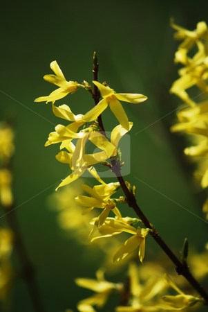 To use this stock image in your creative project, please select the size you need over to the right and click the "Add to Cart" button.
Your downloaded image will come with the Cutcaster watermark removed so don’t worry about the watermark you see on this page. Laburnum stock photo, Detail of a laburnum branch in the spring by Sarka
