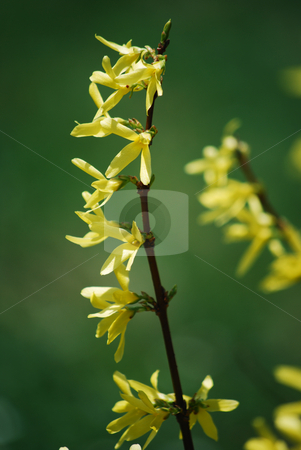 To use this stock image in your creative project, please select the size you need over to the right and click the "Add to Cart" button.
Your downloaded image will come with the Cutcaster watermark removed so don’t worry about the watermark you see on this page. Laburnum stock photo, Detail of a laburnum branch in the spring by Sarka