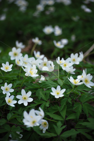 To use this stock image in your creative project, please select the size you need over to the right and click the "Add to Cart" button.
Your downloaded image will come with the Cutcaster watermark removed so don’t worry about the watermark you see on this page. Wood anemone stock photo, A lot of wood anemones by Sarka