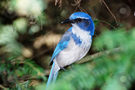 To use this stock image in your creative project, please select the size you need over to the right and click the "Add to Cart" button.
Your downloaded image will come with the Cutcaster watermark removed so don’t worry about the watermark you see on this page. Western Scrub Jay - Aphelocoma californica stock photo, Western scrub jay or aphelocoma californica standing on a tree branch. by Denis Radovanovic