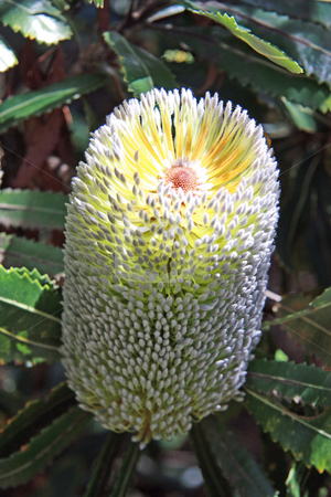 To use this stock image in your creative project, please select the size you need over to the right and click the "Add to Cart" button.
Your downloaded image will come with the Cutcaster watermark removed so don’t worry about the watermark you see on this page. Australian Banksia Conferta Penicillata stock photo, The beautiful flower head and foliage of the Australian native flower/plant - Banksia Conferta Penicillata. by Adam Goss