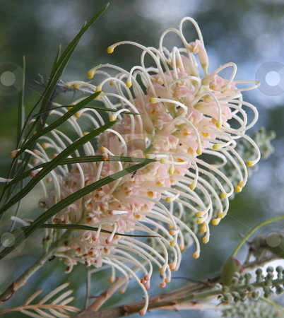 To use this stock image in your creative project, please select the size you need over to the right and click the "Add to Cart" button.
Your downloaded image will come with the Cutcaster watermark removed so don’t worry about the watermark you see on this page. Australian White Grevillea stock photo, The striking and very beautiful Australian native wildflower - white grevillea by Adam Goss