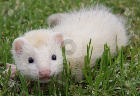 To use this stock image in your creative project, please select the size you need over to the right and click the "Add to Cart" button.
Your downloaded image will come with the Cutcaster watermark removed so don’t worry about the watermark you see on this page. Curious Ferret Kit stock photo, A six week old sterling silver male ferret kit out exploring in the grass. by Adam Goss