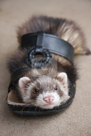 To use this stock image in your creative project, please select the size you need over to the right and click the "Add to Cart" button.
Your downloaded image will come with the Cutcaster watermark removed so don’t worry about the watermark you see on this page. Ferret Footwear stock photo, A six week old chocolate sable ferret kit deciding to take a rest inside his owners sandal. by Adam Goss