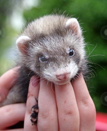 To use this stock image in your creative project, please select the size you need over to the right and click the "Add to Cart" button.
Your downloaded image will come with the Cutcaster watermark removed so don’t worry about the watermark you see on this page. Ferret Face stock photo, A six week old mitted sable ferret kit supported in the hands of its owner. by Adam Goss