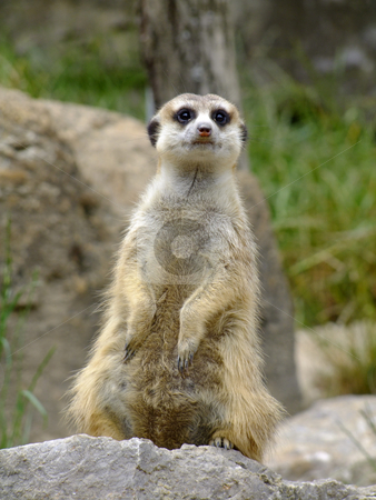 To use this stock image in your creative project, please select the size you need over to the right and click the "Add to Cart" button.
Your downloaded image will come with the Cutcaster watermark removed so don’t worry about the watermark you see on this page. Meerkat stock photo, Meerkat Watching
Scientific Classification: Suricata Suricatta by Birgit Reitz-Hofmann