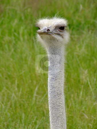 To use this stock image in your creative project, please select the size you need over to the right and click the "Add to Cart" button.
Your downloaded image will come with the Cutcaster watermark removed so don’t worry about the watermark you see on this page. Nandu stock photo, Ostrich Nandou (Rhea Americana), headshot with natural background by Birgit Reitz-Hofmann