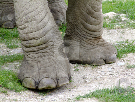 To use this stock image in your creative project, please select the size you need over to the right and click the "Add to Cart" button.
Your downloaded image will come with the Cutcaster watermark removed so don’t worry about the watermark you see on this page. Elephant legs stock photo, Elephant legs in detail on natural background by Birgit Reitz-Hofmann