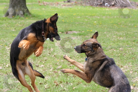 To use this stock image in your creative project, please select the size you need over to the right and click the "Add to Cart" button.
Your downloaded image will come with the Cutcaster watermark removed so don’t worry about the watermark you see on this page. German Shepherd stock photo, German shepherds playing in the grass. by Chris Torres