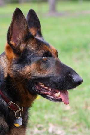 To use this stock image in your creative project, please select the size you need over to the right and click the "Add to Cart" button.
Your downloaded image will come with the Cutcaster watermark removed so don’t worry about the watermark you see on this page. German Shepherd stock photo, German shepherds playing in the grass. by Chris Torres