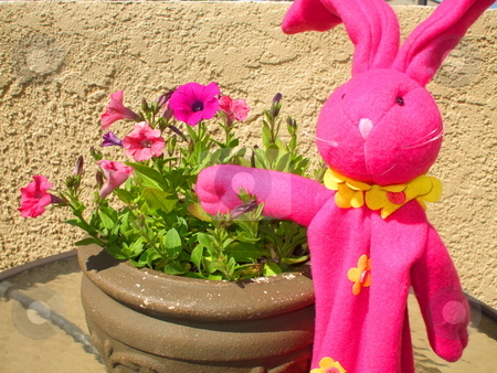 To use this stock image in your creative project, please select the size you need over to the right and click the "Add to Cart" button.
Your downloaded image will come with the Cutcaster watermark removed so don’t worry about the watermark you see on this page. Pink Bunny Next to Pink Petunia Flowers stock photo, by Michael Felix