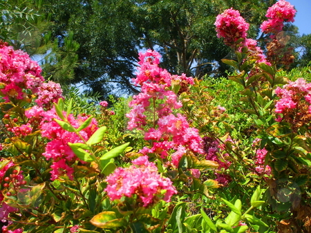 To use this stock image in your creative project, please select the size you need over to the right and click the "Add to Cart" button.
Your downloaded image will come with the Cutcaster watermark removed so don’t worry about the watermark you see on this page. Pink Crepe Myrtle Flowers stock photo, by Michael Felix