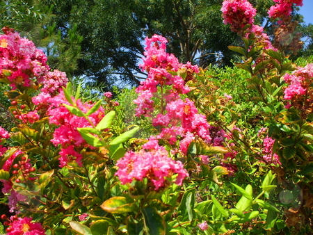 To use this stock image in your creative project, please select the size you need over to the right and click the "Add to Cart" button.
Your downloaded image will come with the Cutcaster watermark removed so don’t worry about the watermark you see on this page. Pink Crepe Myrtle Flowers stock photo, by Michael Felix