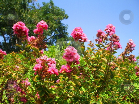 To use this stock image in your creative project, please select the size you need over to the right and click the "Add to Cart" button.
Your downloaded image will come with the Cutcaster watermark removed so don’t worry about the watermark you see on this page. Pink Crepe Myrtle Flowers stock photo, by Michael Felix