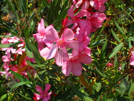 To use this stock image in your creative project, please select the size you need over to the right and click the "Add to Cart" button.
Your downloaded image will come with the Cutcaster watermark removed so don’t worry about the watermark you see on this page. Pink Oleander Flowers stock photo, by Michael Felix