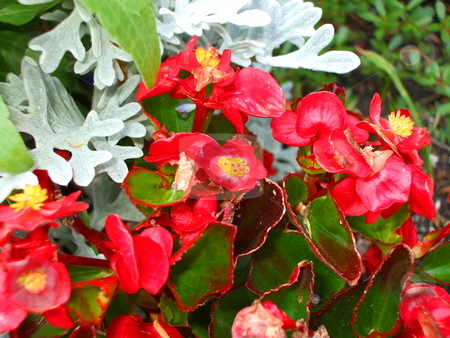 To use this stock image in your creative project, please select the size you need over to the right and click the "Add to Cart" button.
Your downloaded image will come with the Cutcaster watermark removed so don’t worry about the watermark you see on this page. Red Begonia Flowers stock photo, by Michael Felix