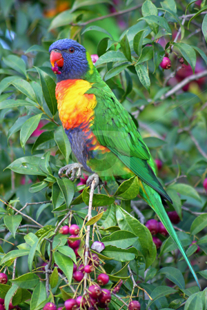 To use this stock image in your creative project, please select the size you need over to the right and click the "Add to Cart" button.
Your downloaded image will come with the Cutcaster watermark removed so don’t worry about the watermark you see on this page. Colorful stock photo, An Australian native rainbow lorikeet perched in a Lilli Pilli tree and set to enjoy a feed of berries. by Adam Goss